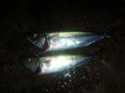 夜の兵突楽しい釣り！