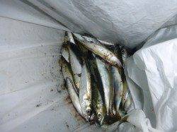 夜の兵突の小アジ達！