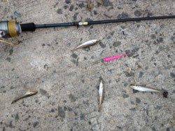 小さくても楽しいキスの引きを満喫！at水銀灯