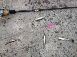 小さくても楽しいキスの引きを満喫！at水銀…