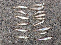 小さくても楽しいキスの引きを満喫！at水銀灯