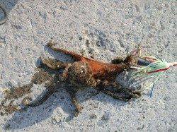 青岸で!!蛸トントンをしてきました♪