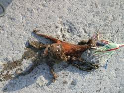 青岸で！！蛸トントンをしてきました♪