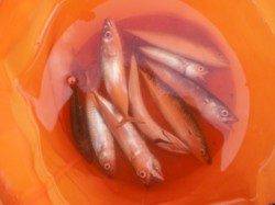 【小サバ！豆アジ！ママカリ！タコ！】南芦屋浜