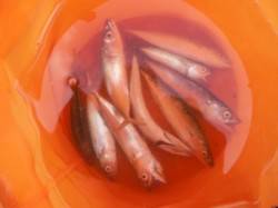 【小サバ！豆アジ！ママカリ！タコ！】南芦屋…