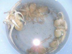 【小サバ！豆アジ！ママカリ！タコ！】南芦屋浜