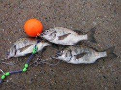 【サビキ釣り大盛況♪】南芦屋浜