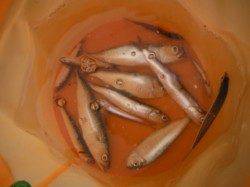 【サビキ釣り大盛況♪】南芦屋浜