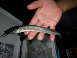 兵突のサヨリ確認！