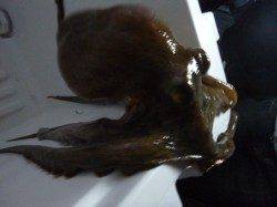 兵突のサヨリ確認！