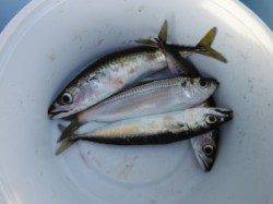 【釣って楽しい♪食べて美味しい♪サビキ釣り】