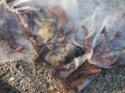 【釣って楽しい♪食べて美味しい♪サビキ釣り】