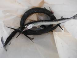 【夕方もサヨリ狙えます♪】南芦屋浜