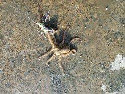 青岸で!!蛸トントンをしてきました♪