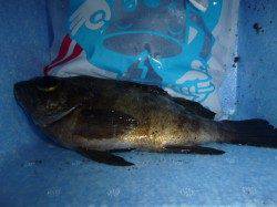 兵突で20cmのメバルもタコも!