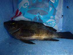 兵突で２０cmのメバルもタコも！