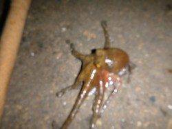 兵突で20cmのメバルもタコも!