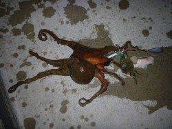 須磨で「夜のタコ」３連チャン！！