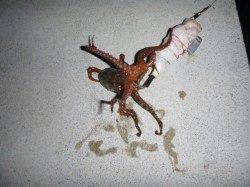 須磨で「夜のタコ」３連チャン！！