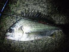 武庫川でチヌゲーム♪  