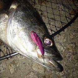 シーバス炸裂!!　武庫川釣行レポート!!