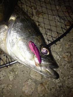 シーバス炸裂!!　武庫川釣行レポート!!