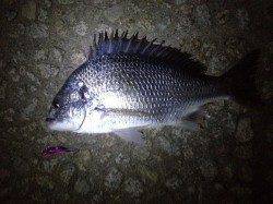 シーバス炸裂!!　武庫川釣行レポート!!