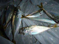 夜の兵突小アジ、タコ！