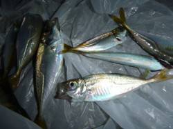 夜の兵突小アジ、タコ！