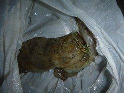 夜の兵突小アジ、タコ！