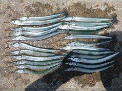 兵庫突堤のサヨリ・2ケタ釣果!