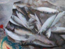 【サビキ釣りで、豆アジ♪小サバ♪】南芦屋浜