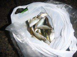 夜の兵庫突堤ＲＴ　夜もサビキ出来ます！！