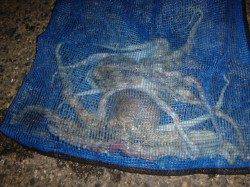 夜の兵庫突堤ＲＴ　夜もサビキ出来ます！！