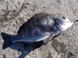 でたー！巨チヌ♪泉大津ＲＴ！夕方