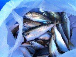 でたー！巨チヌ♪泉大津ＲＴ！夕方