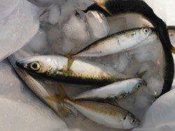 【夕涼み＆サビキ釣り＆タコ】南芦屋浜