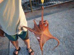 【夕涼み＆サビキ釣り＆タコ】南芦屋浜