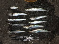 雑賀崎でカマス調査！今がチャンスかも♪ 