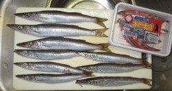 雑賀崎でカマス調査！今がチャンスかも♪