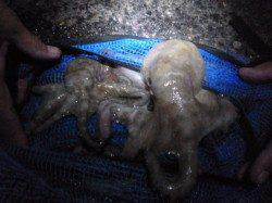 兵突の夜とゴールデンタイム!