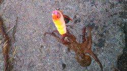 【30分4杯】花市公園前のオクトパッシング