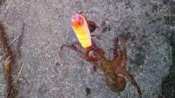 【30分4杯】花市公園前のオクトパッシング…