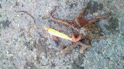 【30分4杯】花市公園前のオクトパッシング