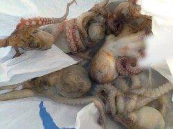 【釣りガールもタコが好き！】南芦屋浜