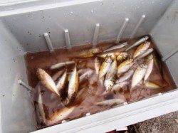 タコに豆アジ♪2日夕方泉大津RT