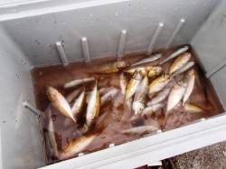 タコに豆アジ♪2日夕方泉大津RT 