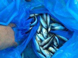 【サンセットも豆アジ好調！】南芦屋浜