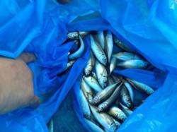 【サンセットも豆アジ好調！】南芦屋浜 