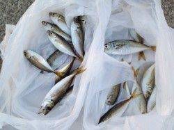 【サンセットも豆アジ好調！】南芦屋浜